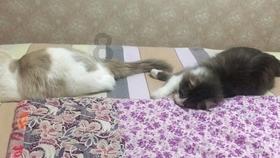小猫钓鱼正版下载中文版
